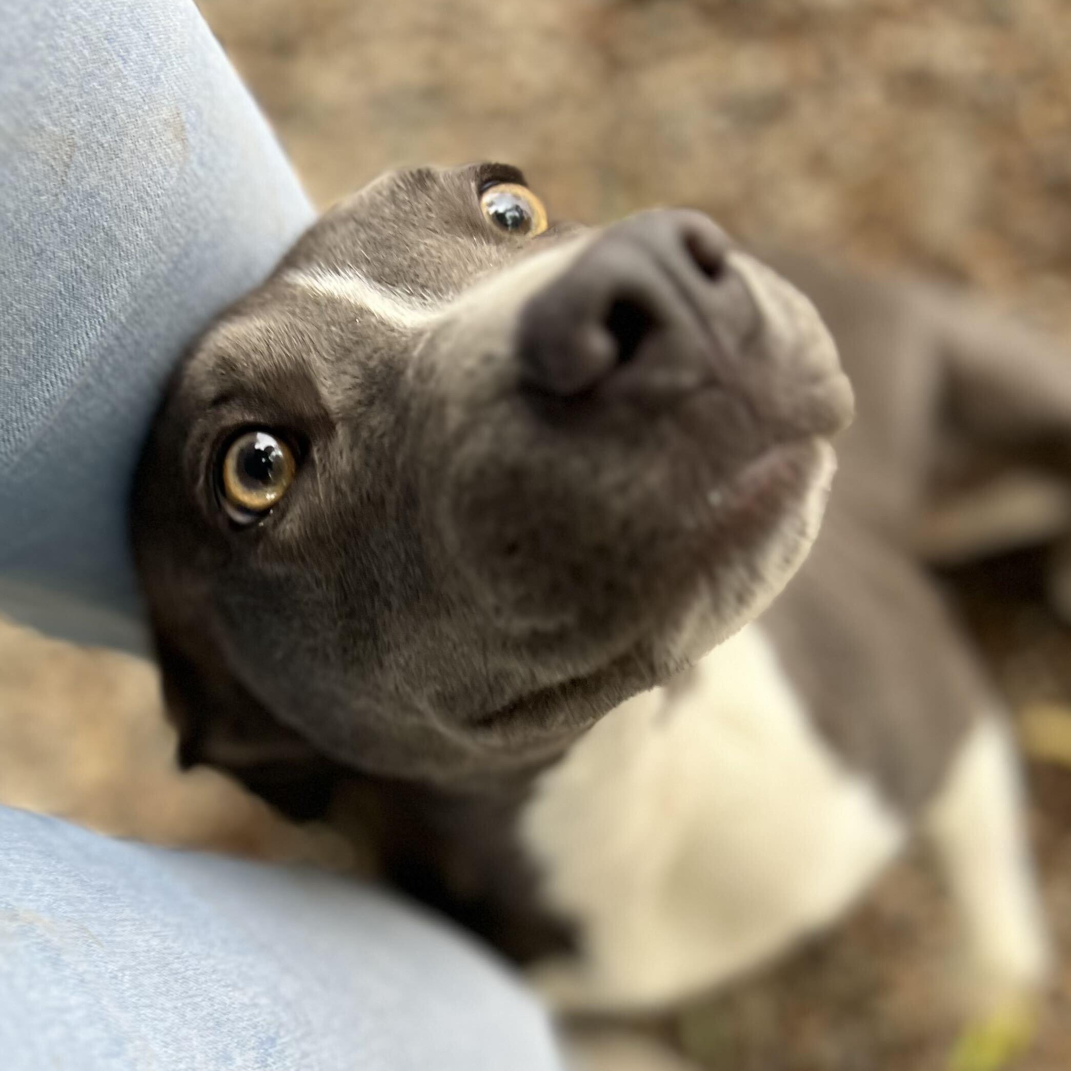 Piper - Delta, Adopted, Adult Female Pit Bull Terrier & Border Collie.