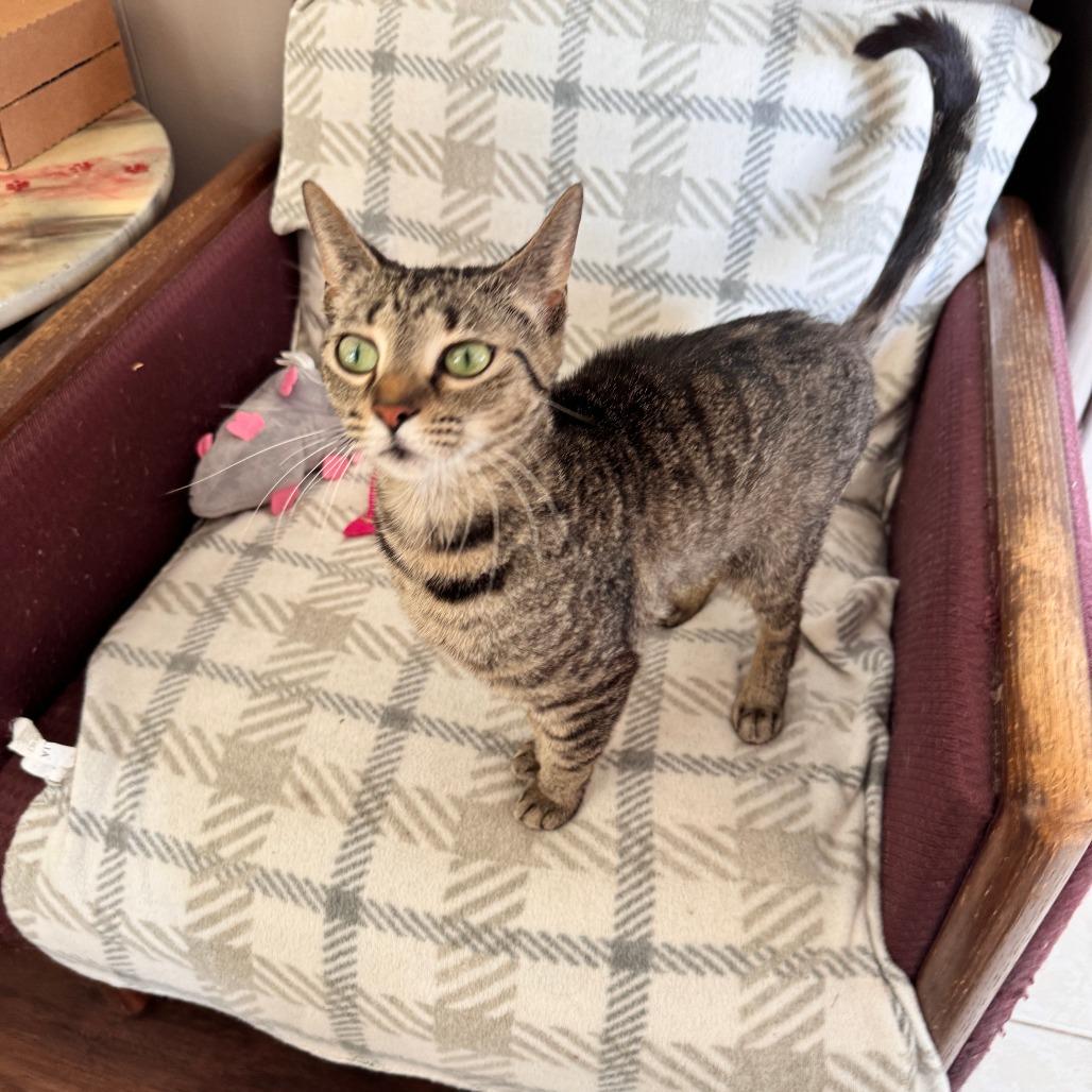 Destiny, a Adoptable Domestic Short Hair in Portage, MI image 1/6
