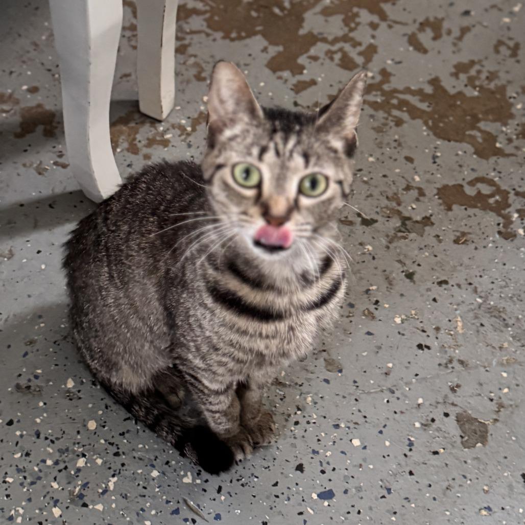 Destiny, a Adoptable Domestic Short Hair in Portage, MI image 2/6