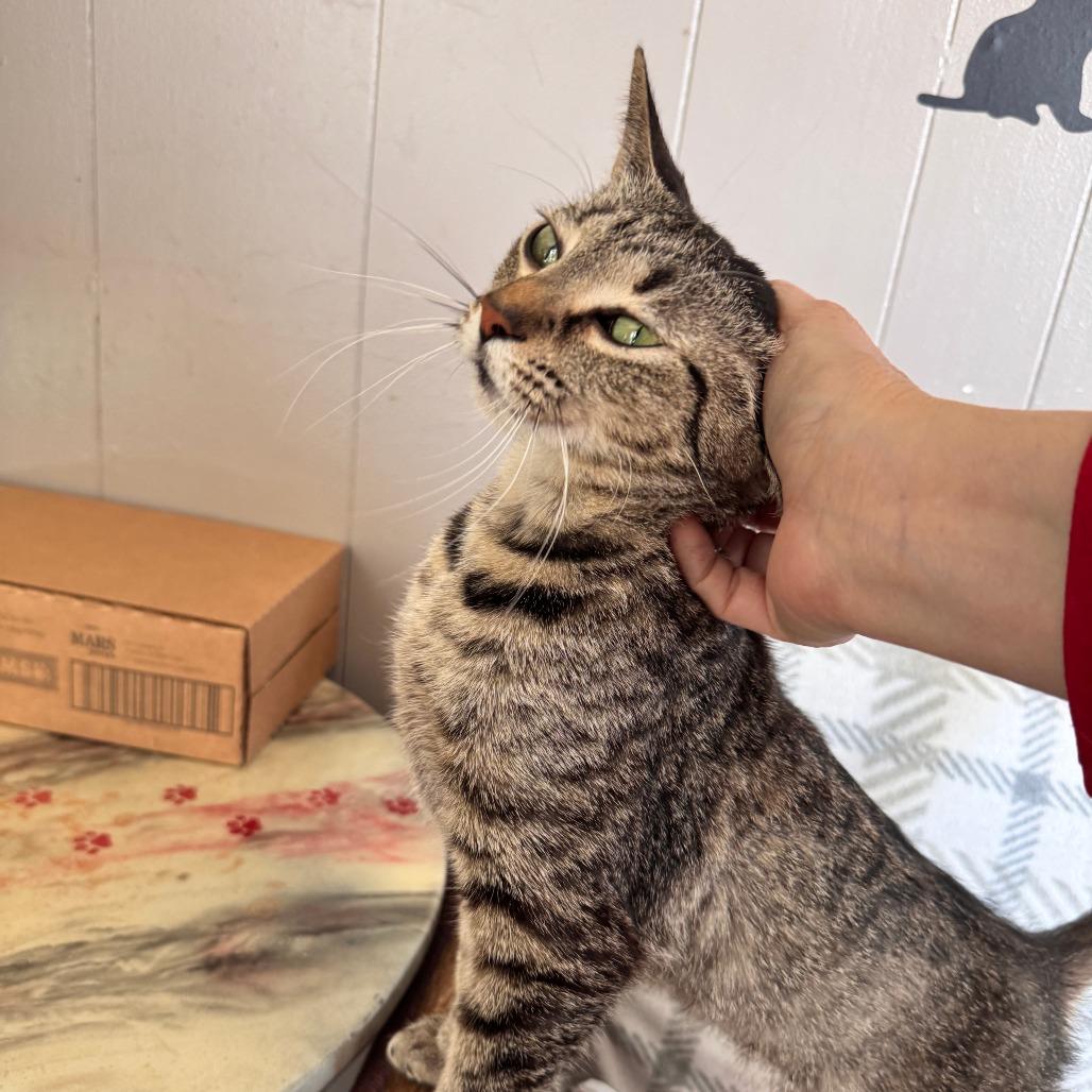 Destiny, a Adoptable Domestic Short Hair in Portage, MI image 3/6
