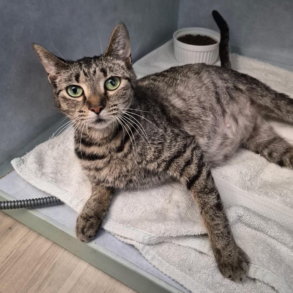 Destiny, a Adoptable Domestic Short Hair in Portage, MI image 4/6