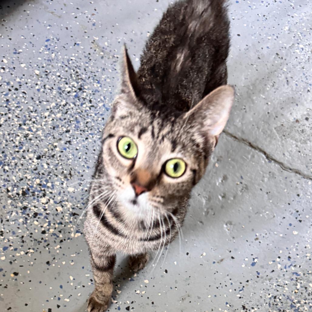 Destiny, a Adoptable Domestic Short Hair in Portage, MI image 5/6