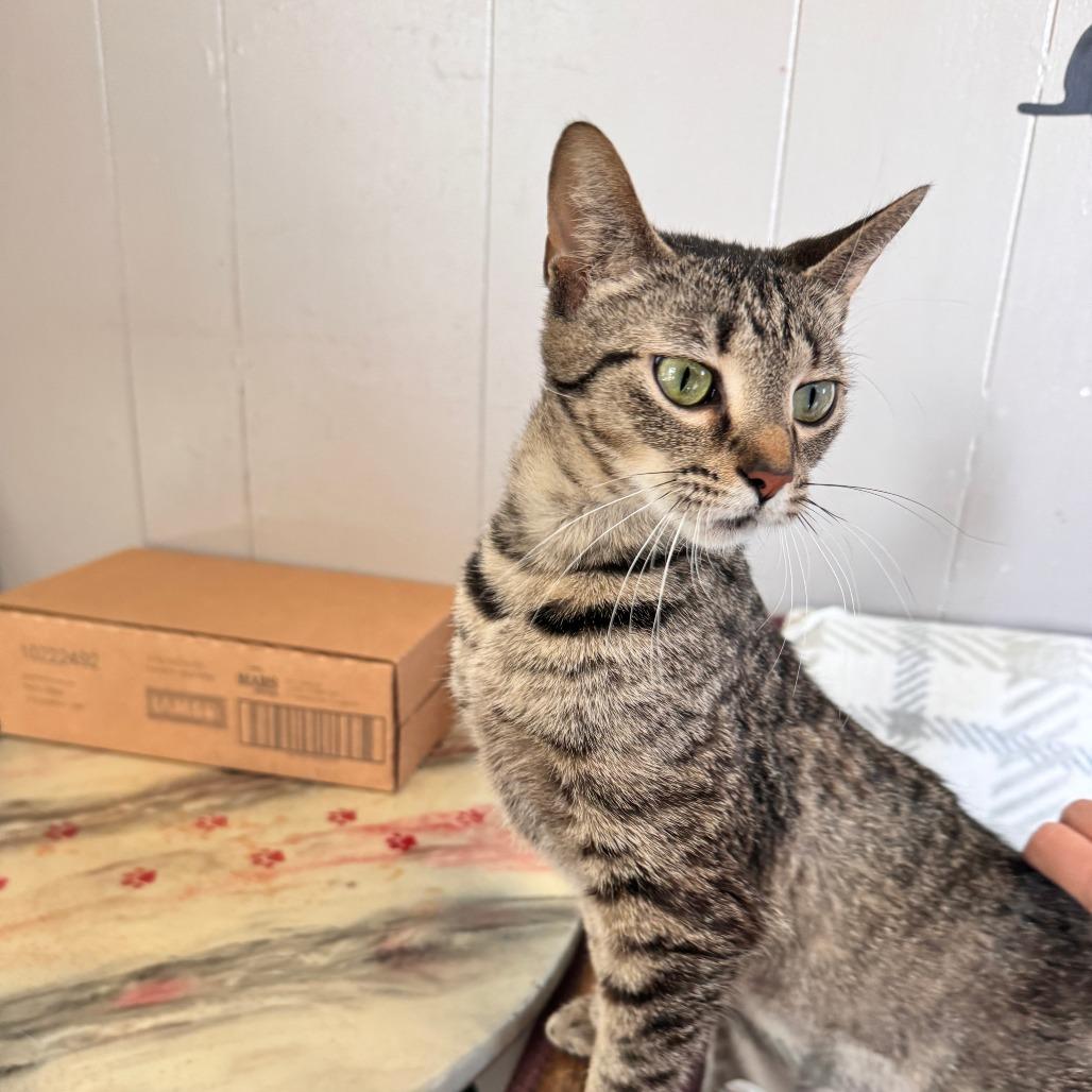 Destiny, a Adoptable Domestic Short Hair in Portage, MI image 6/6