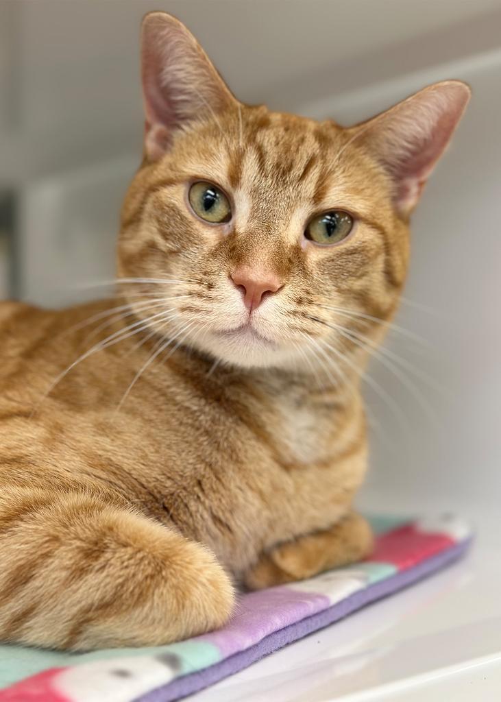 Skip, Adopted, Adult Male Domestic Short Hair.