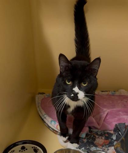 Enlarge STORM, a Adoptable mixed breed in Clarks Summit, PA image 1/1