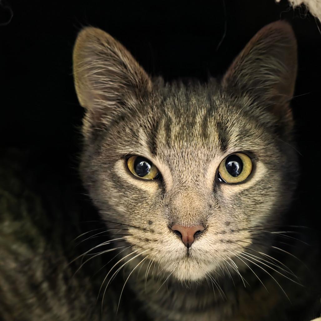 Steve Universe, Adoptable, Young Male Domestic Short Hair.