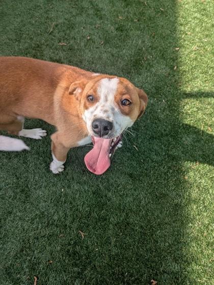 Enlarge Scrappy, a Adoptable mixed breed in Louisburg, NC image 1/1