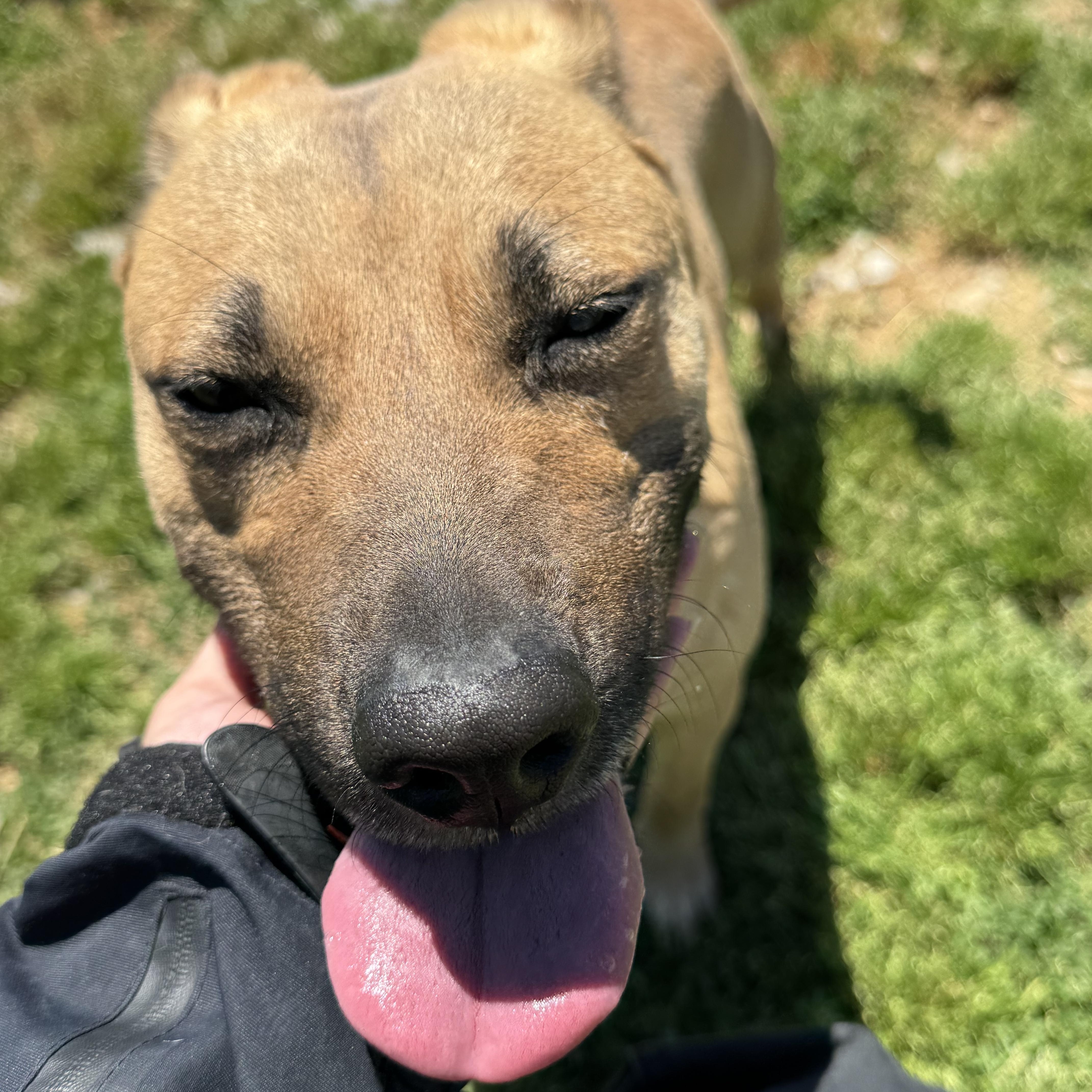 Enlarge Ginger, a ADOPTABLE mixed breed in Tullahoma, TN image 1/3
