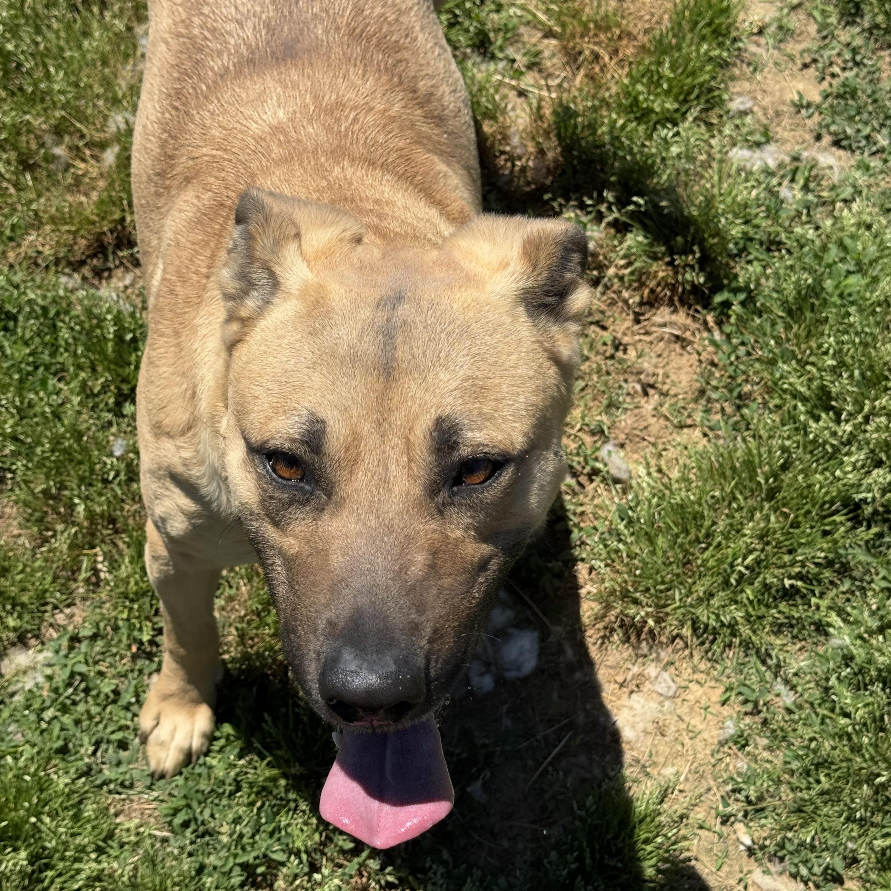 Enlarge Ginger, a ADOPTABLE mixed breed in Tullahoma, TN image 2/3