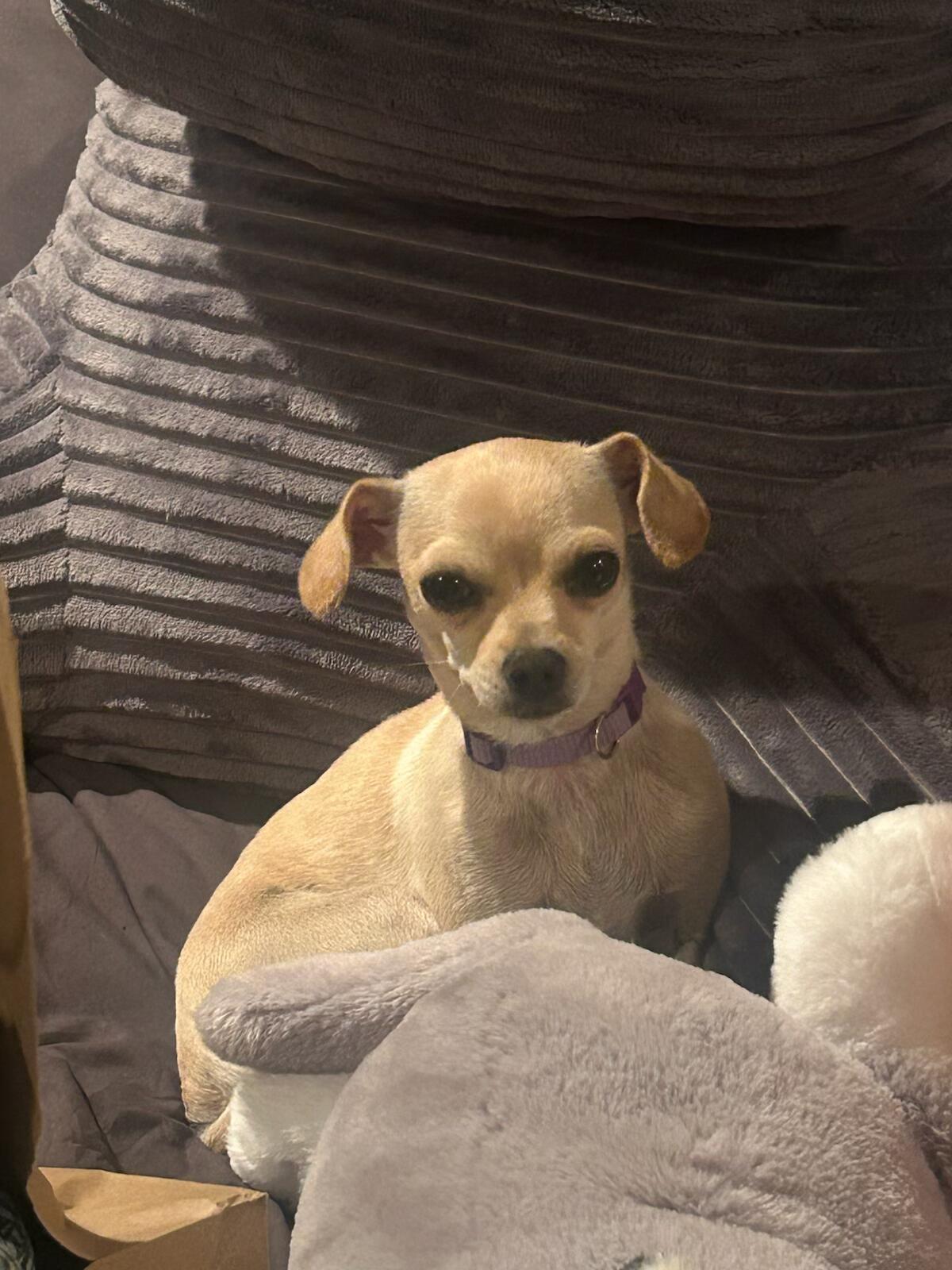 Lady, ADOPTABLE, Young Female Chihuahua.