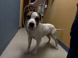 Bodhi, Adopted, Adult Male Pit Bull Terrier.