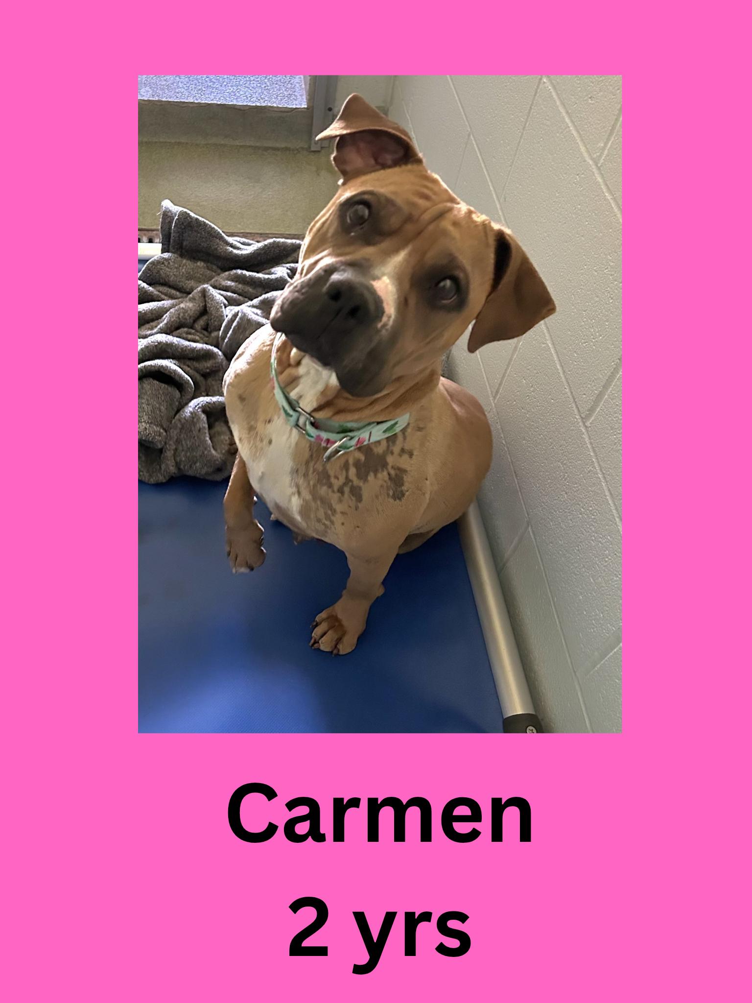 Enlarge Carmen, a ADOPTABLE Mixed Breed in Ravenna, OH image 1/1