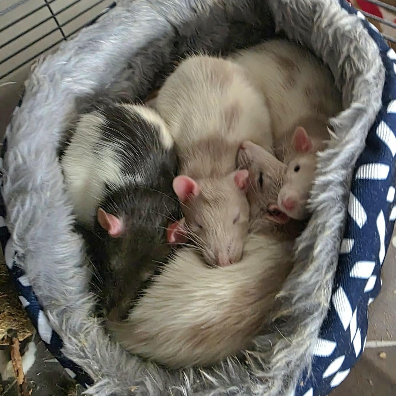 The Cookie Mischief, Adoptable, Young Male Rat.