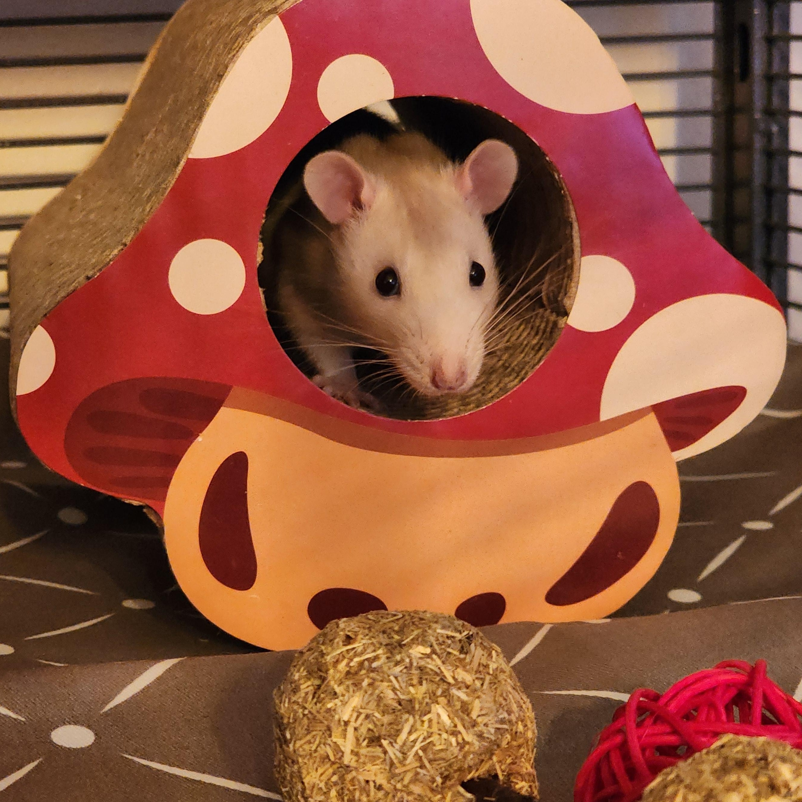 Enlarge The Cookie Mischief, a Adoptable Rat in Lincoln, NE image 6/6