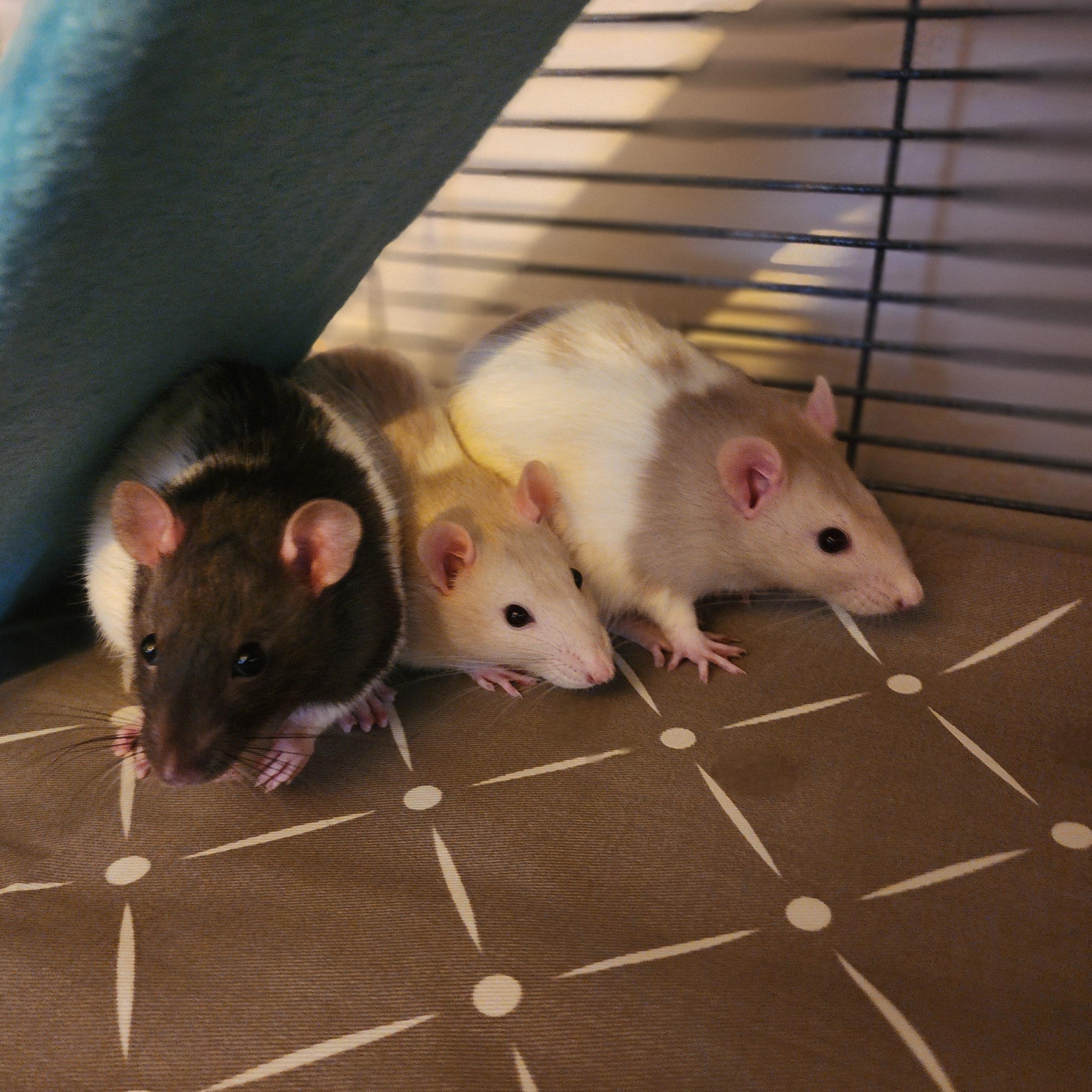 Enlarge The Cookie Mischief, a Adoptable Rat in Lincoln, NE image 5/6