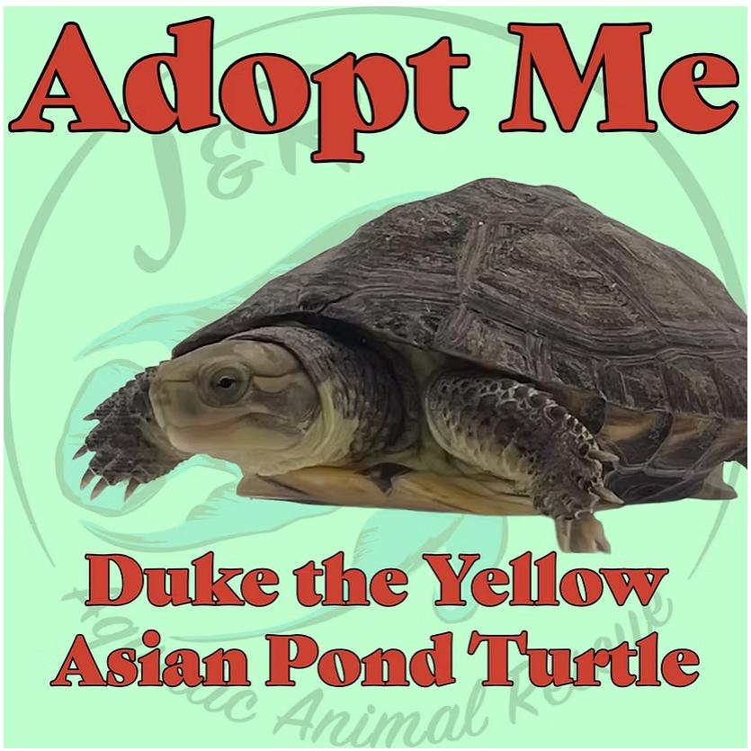 Enlarge Duke the Yellow Asian Pond Turtle, a Adoptable Turtle in Neenah, WI image 1/1