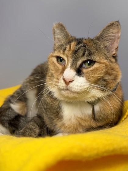 Callie, Adoptable, Adult Female Domestic Short Hair & Domestic Short Hair.