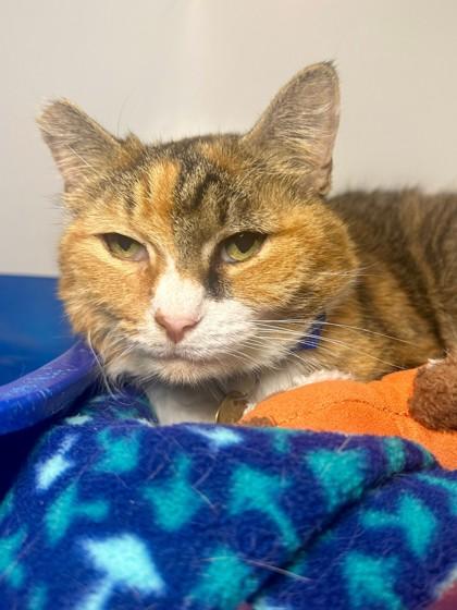 Enlarge Callie, a Adoptable Domestic Short Hair in Columbus, OH image 2/2