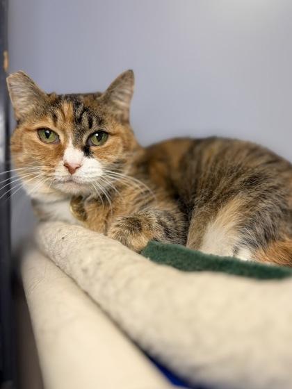 Enlarge Callie, a Adoptable Domestic Short Hair in Columbus, OH image 2/2