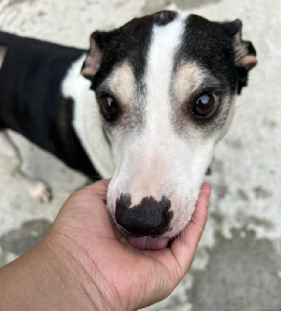 Candito, a ADOPTABLE Mixed Breed in Bowdoin, ME image 6/6