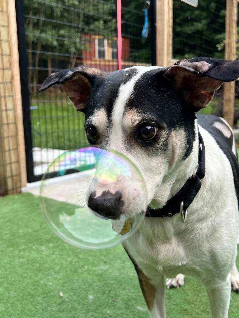 Candito, ADOPTABLE, Adult Male Mixed Breed.