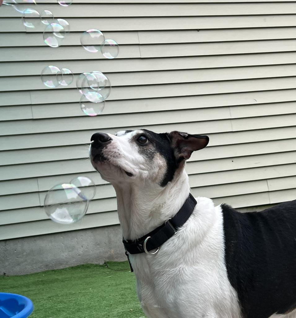 Candito, a ADOPTABLE Mixed Breed in Bowdoin, ME image 4/6