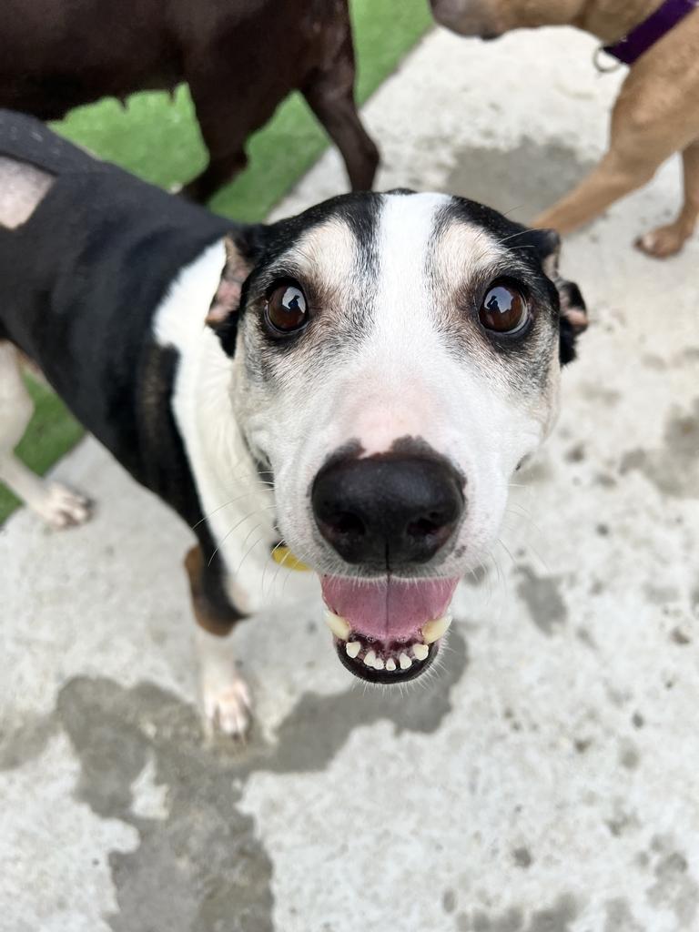 Candito, a ADOPTABLE Mixed Breed in Bowdoin, ME image 3/6