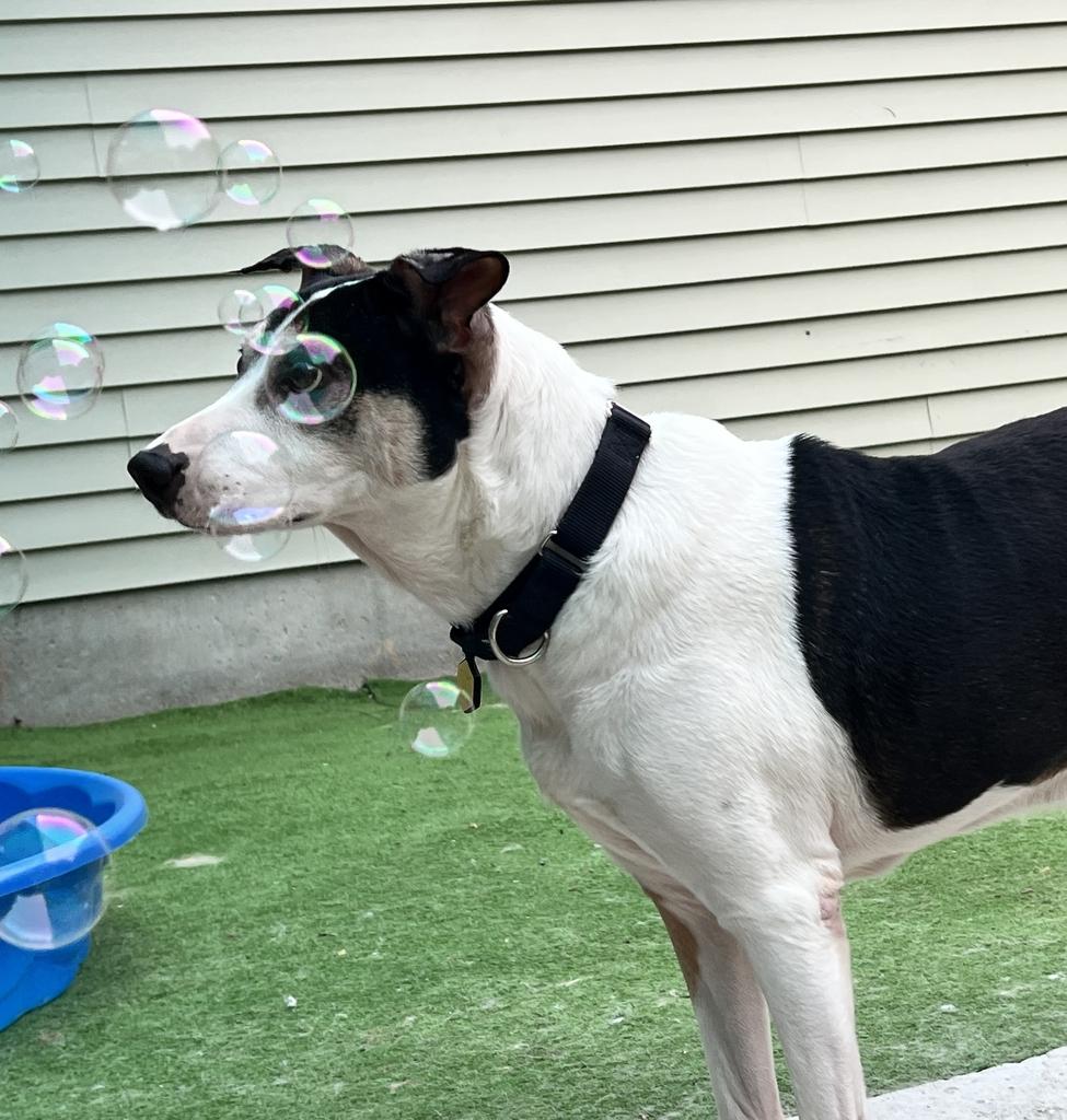 Candito, a ADOPTABLE Mixed Breed in Bowdoin, ME image 2/6