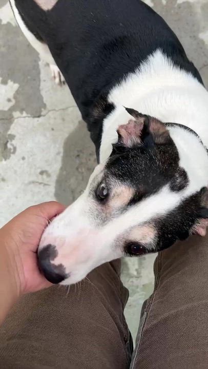 Enlarge Candito, a ADOPTABLE Mixed Breed in Bowdoin, ME video 5/6