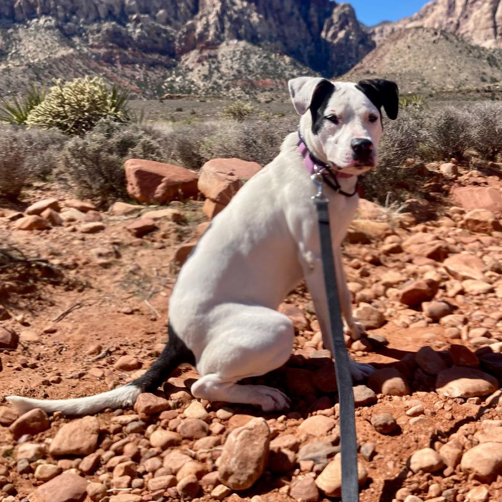 Lakota, a Adoptable mixed breed in Las Vegas, NV image 1/6