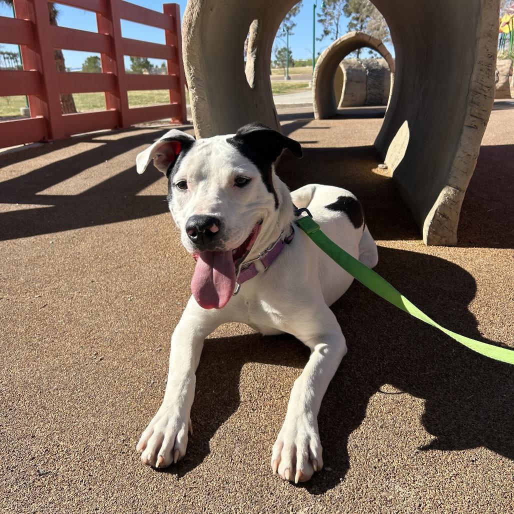 Lakota, a Adoptable mixed breed in Las Vegas, NV image 2/6