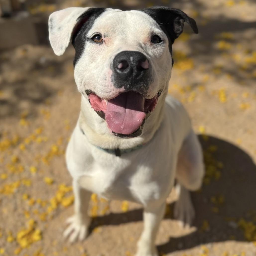 Lakota, a Adoptable mixed breed in Las Vegas, NV image 3/6