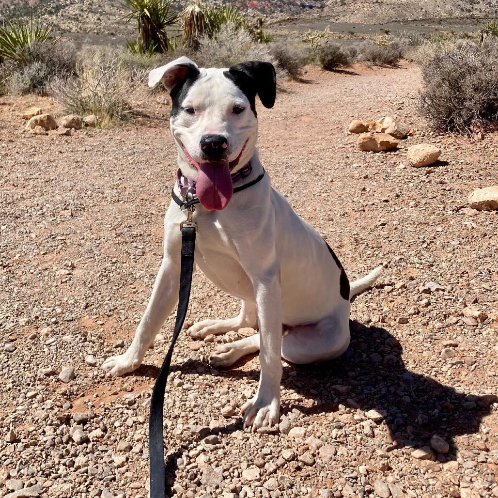 Lakota, a Adoptable mixed breed in Las Vegas, NV image 6/6