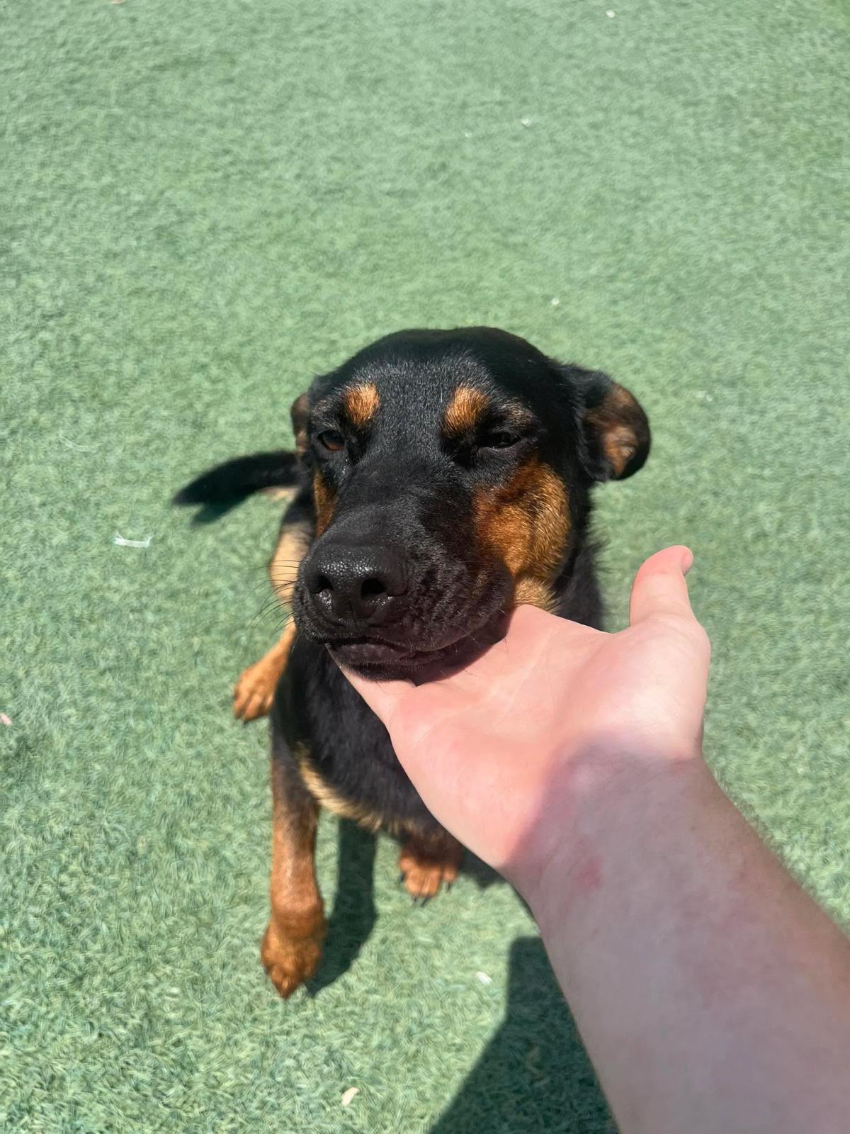 Enlarge Sugar, a Adoptable Australian Kelpie in Rockwall, TX image 1/3