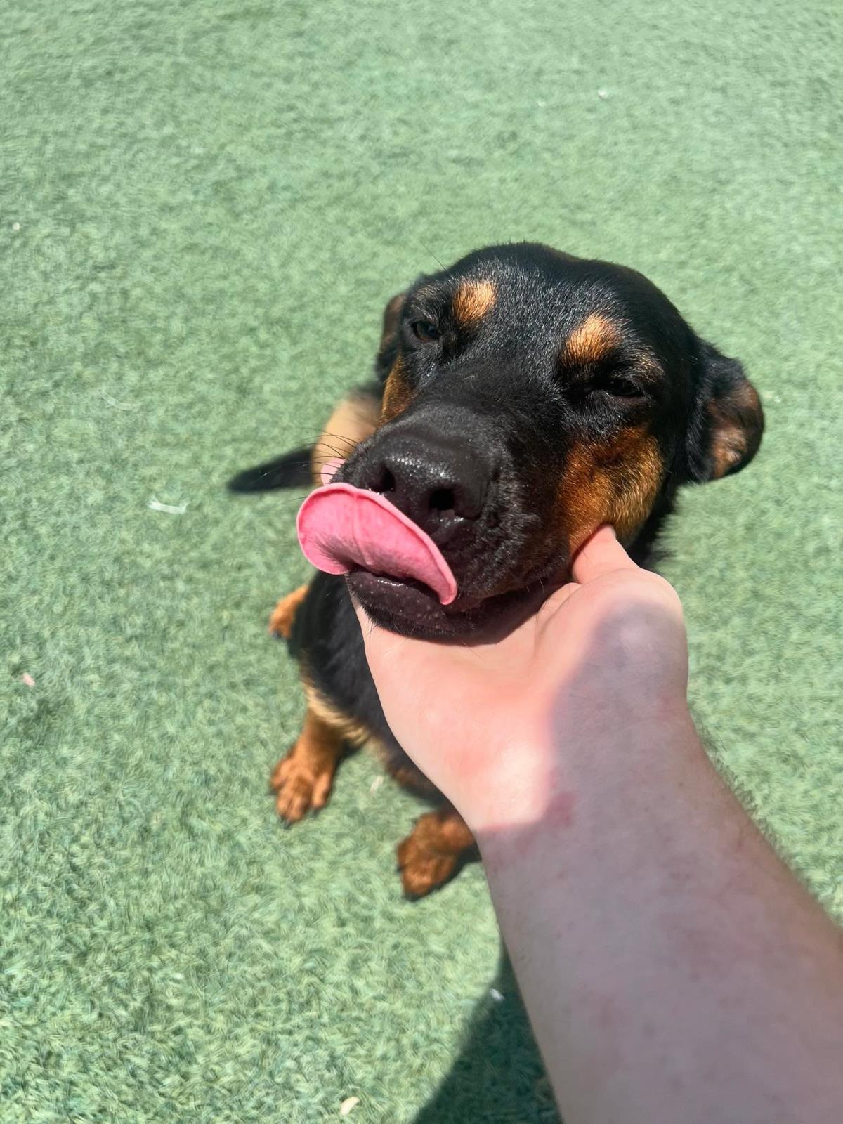 Enlarge Sugar, a Adoptable Australian Kelpie in Rockwall, TX image 2/3
