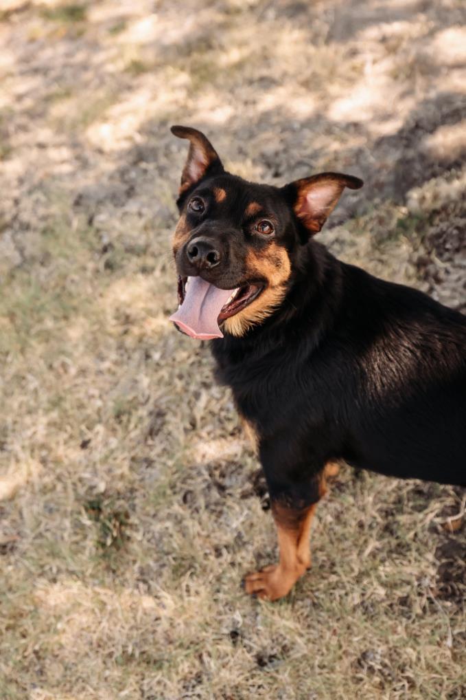 Enlarge Sugar, a Adoptable Australian Kelpie in Rockwall, TX image 3/3