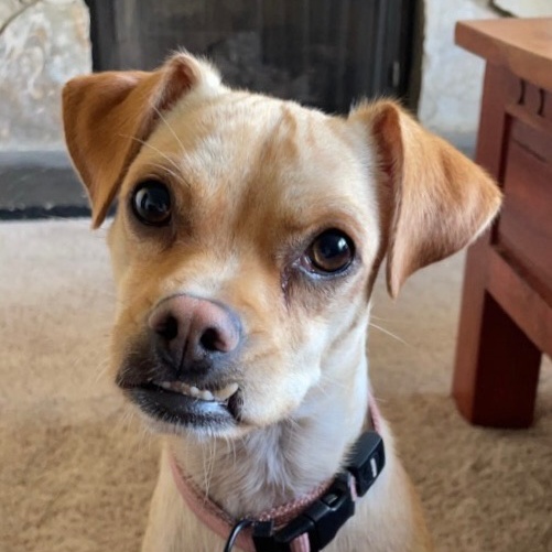 Pippa 3
