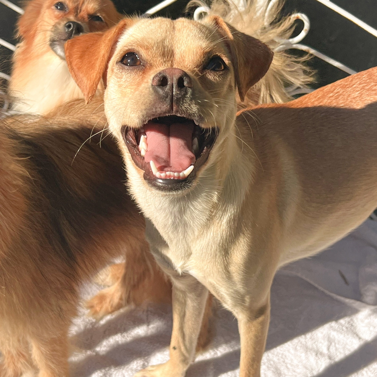 Pippa