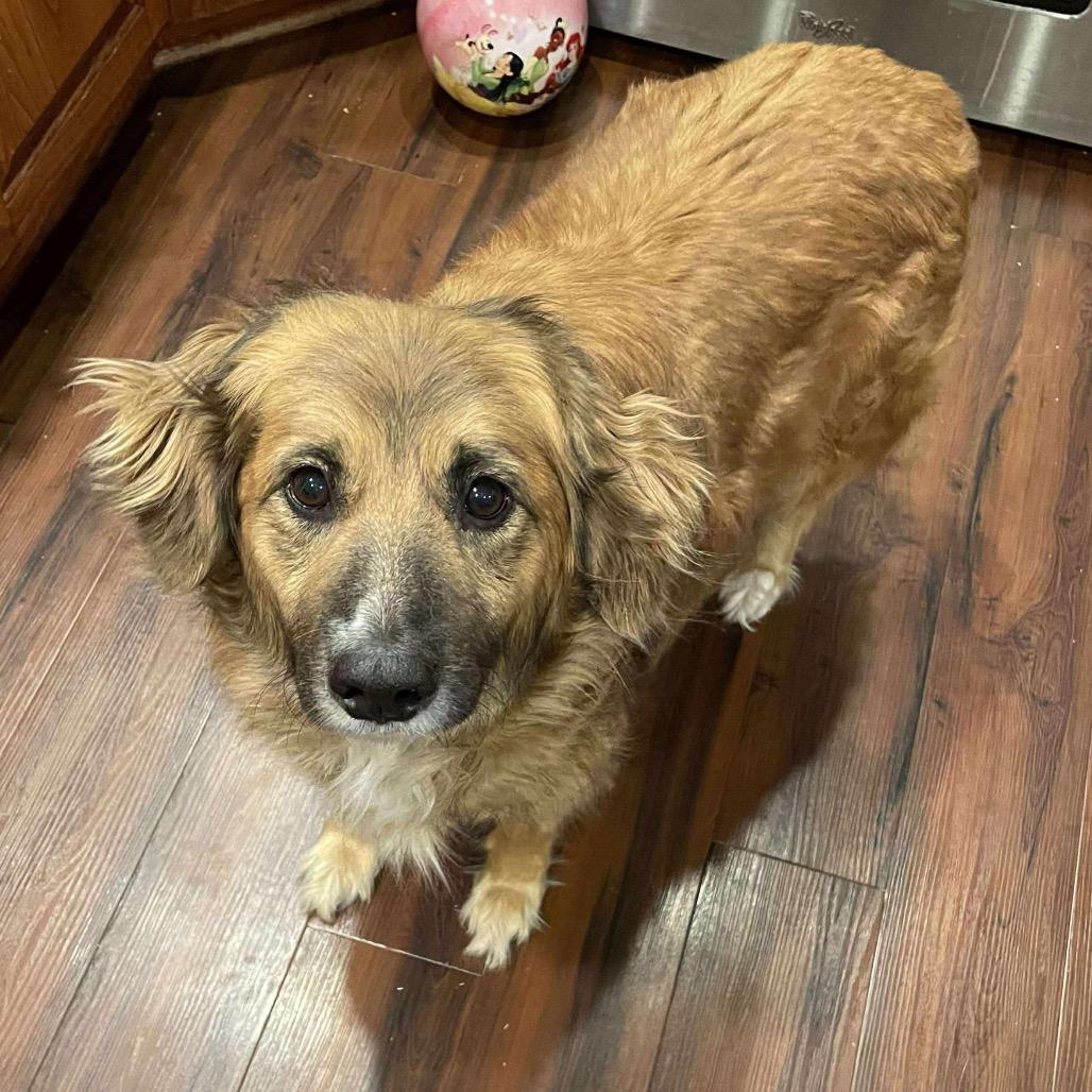 Maggie, Adoptable, Senior Female Australian Shepherd.