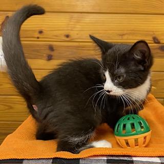 Avocado - sweet and petite, this tuxedo is ready for her new home