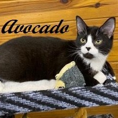 Avocado - sweet and small, this tuxedo is ready for her new home, Adoptable, Kitten Female Tuxedo.