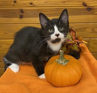 Avocado - sweet and petite, this tuxedo is ready for her new home