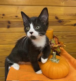 Avocado - sweet and petite, this tuxedo is ready for her new home
