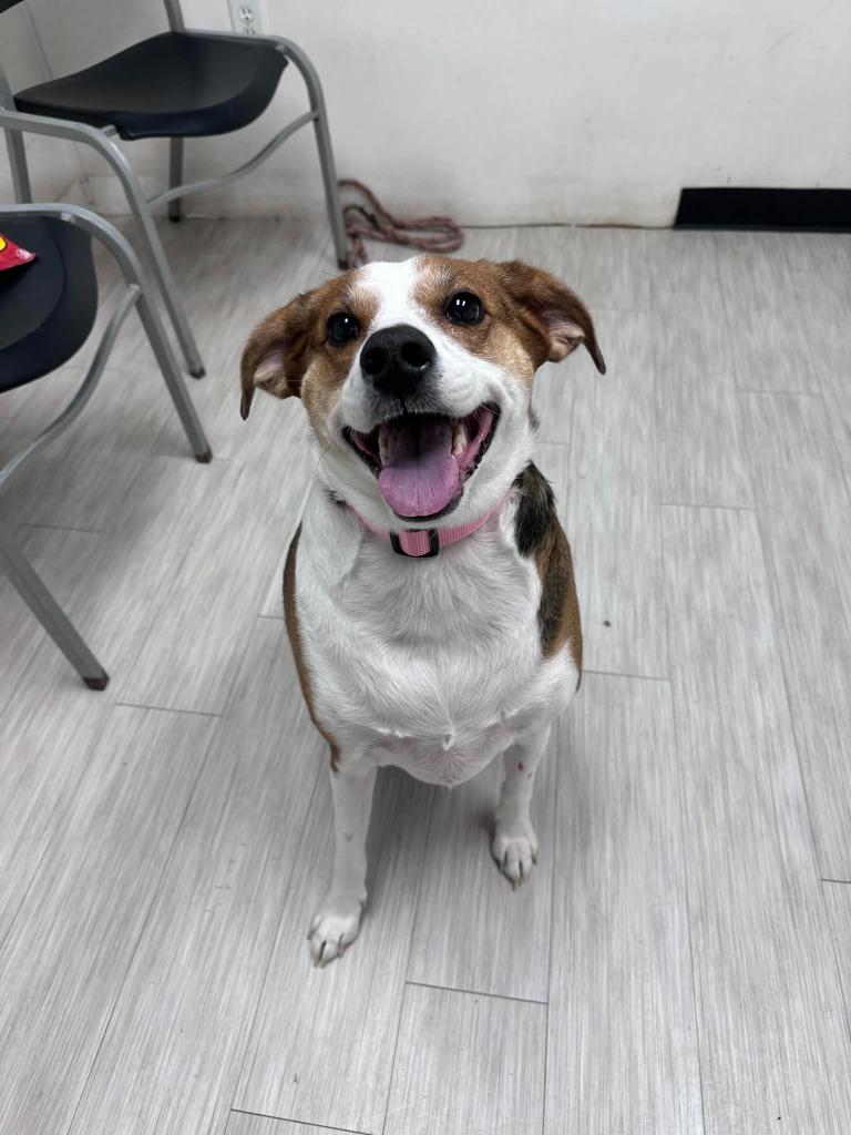 Sunny, Adoptable, Adult Female Australian Shepherd & Hound.