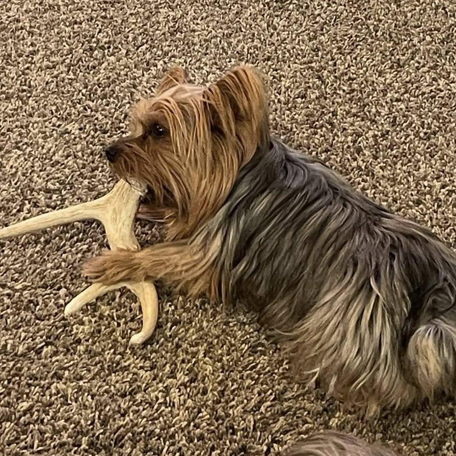 Isla, Adoptable, Adult Female Yorkshire Terrier.