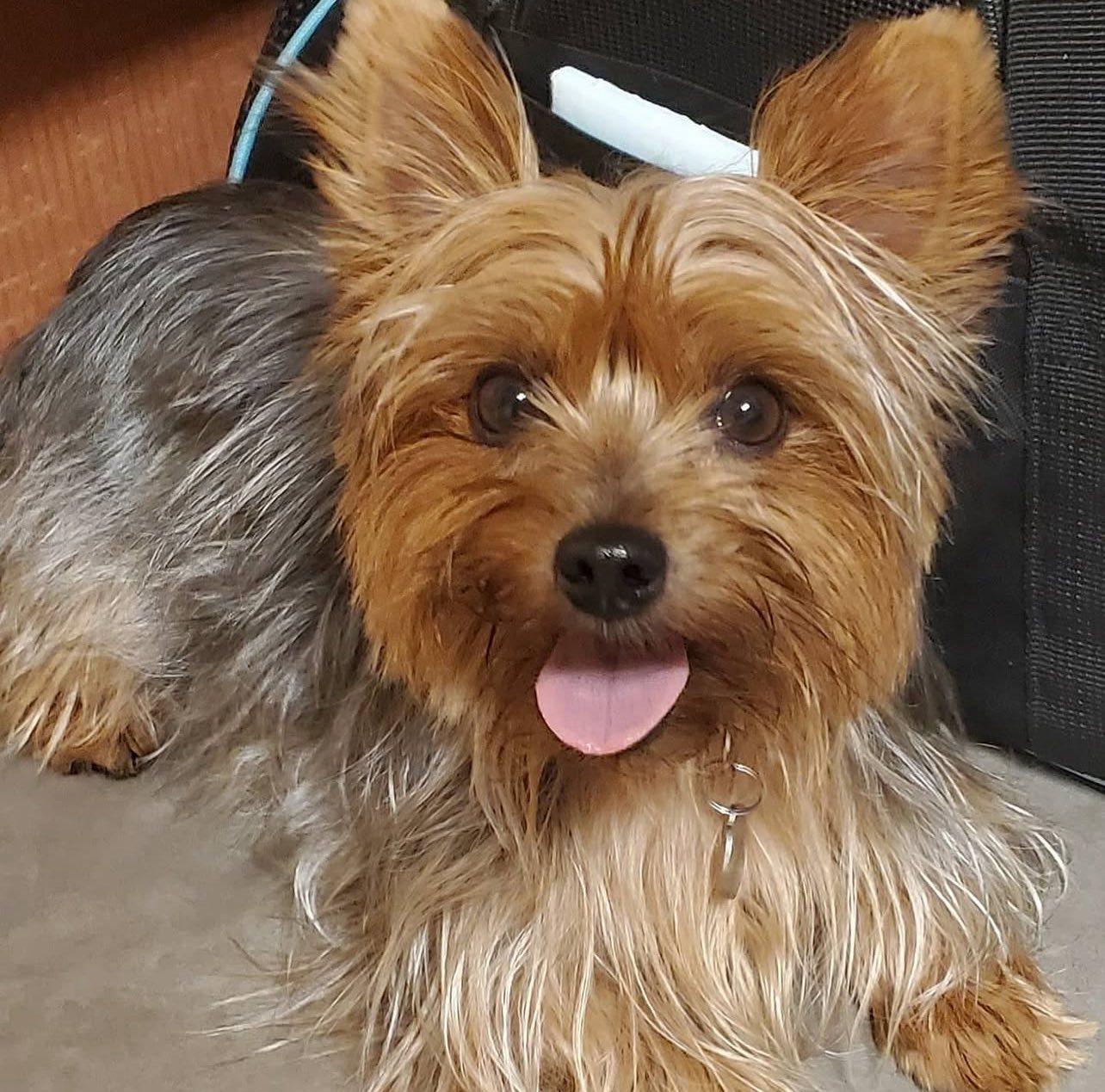 Isla, a Adoptable Yorkshire Terrier in Yukon, OK image 2/4
