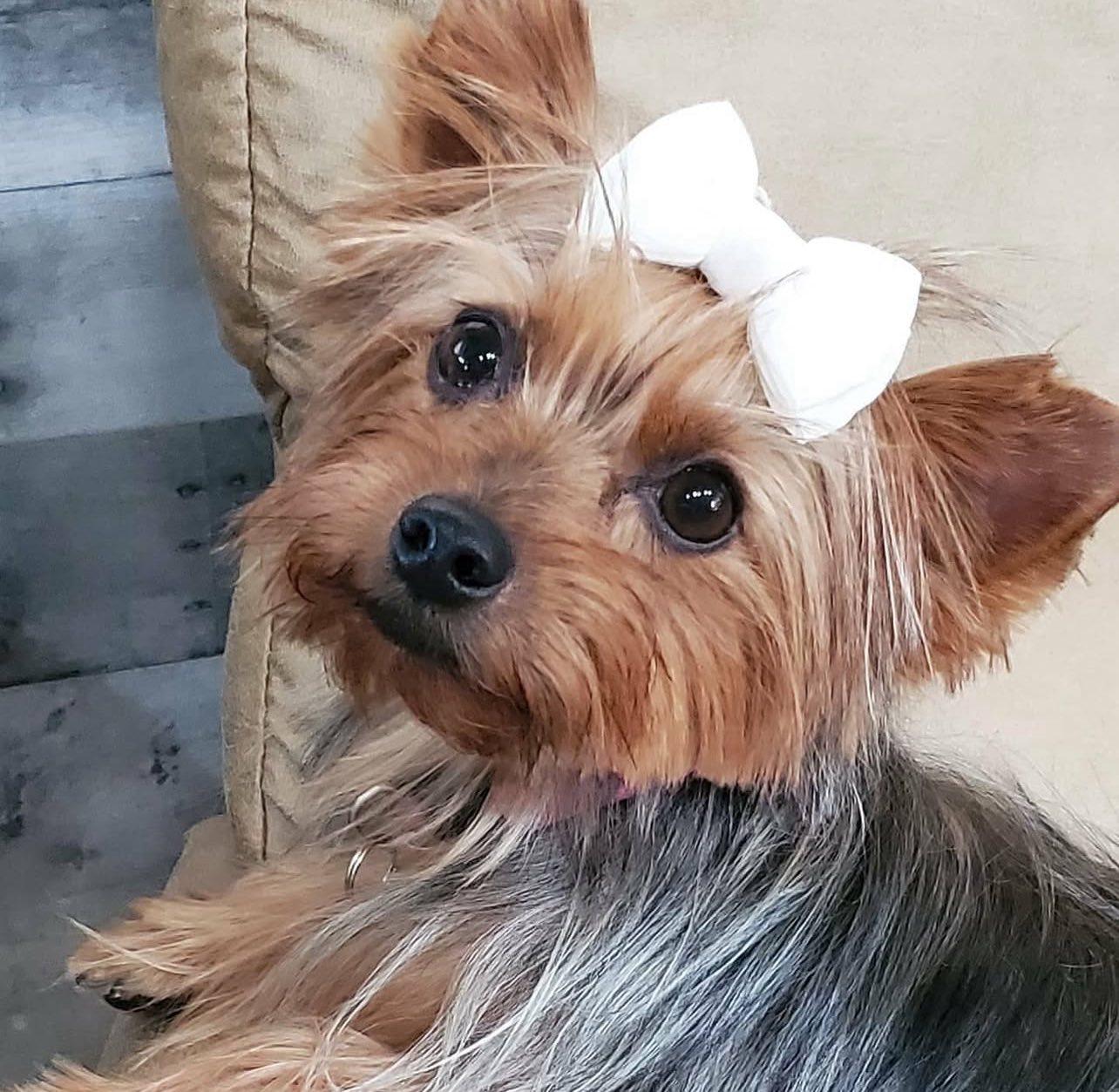 Isla, a Adoptable Yorkshire Terrier in Yukon, OK image 3/4
