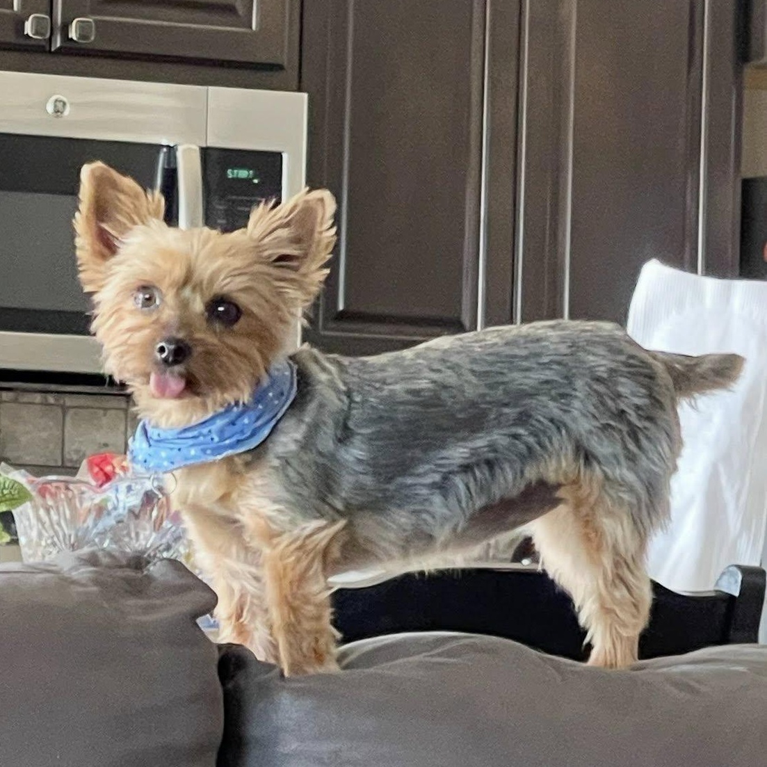 Isla, a Adoptable Yorkshire Terrier in Yukon, OK image 4/4