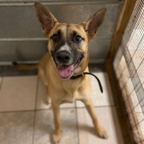 Buddy 6 FKA Dinghy, Adoptable, Young Male Shepherd & Mixed Breed.