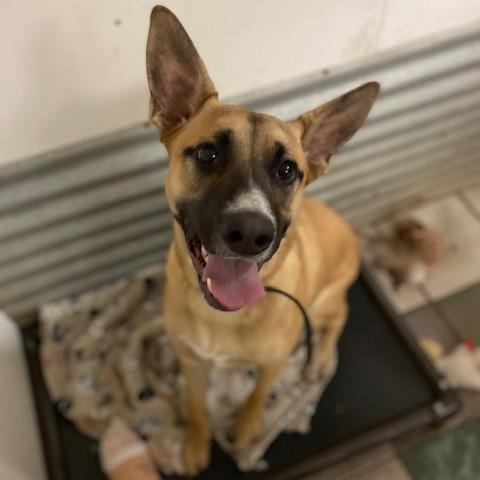 Buddy 6 FKA Dinghy, a Adoptable mixed breed in North Myrtle Beach, SC image 2/4